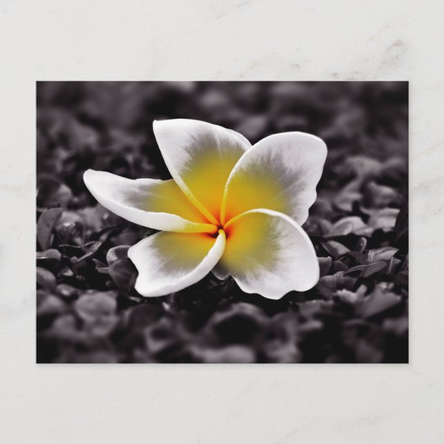 Plumeria Frangipani Hawaii Blume Postkarte (Vorderseite)
