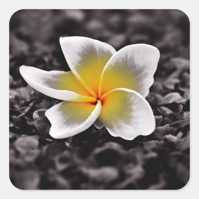 Plumeria Frangipani Hawaii Blume Quadratischer Aufkleber (Vorderseite)