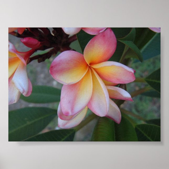 Plumeria (Frangipani)  Poster (Vorne)