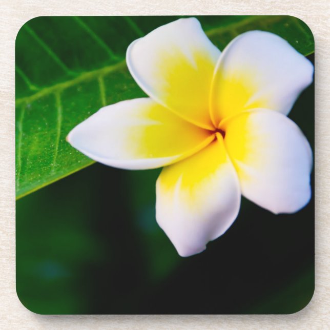 Plumeria Getränkeuntersetzer (Vorderseite)