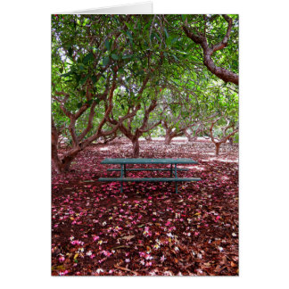 Plumeria Grove