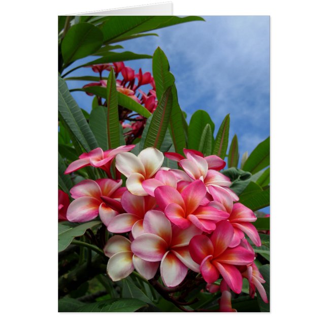 Plumeria hawaïen (Devant)