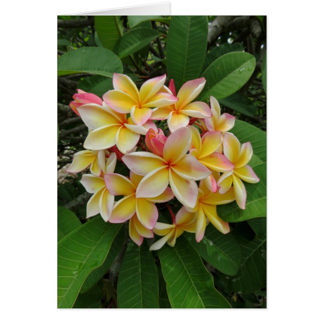 Plumeria hawaïenne (Devant)