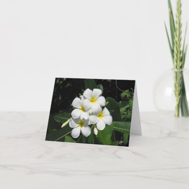 Plumeria Hawaiian Blume Foto auf der Karte (Vorderseite)