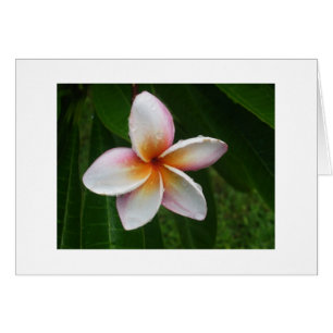 Plumeria im Regen