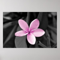 Plumeria in Bloom