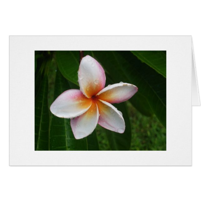 Plumeria in the Rain (Devant Horizontal)