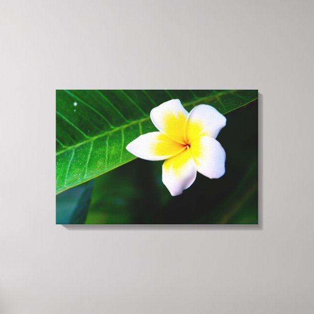 Plumeria Leinwanddruck (Vorderseite)