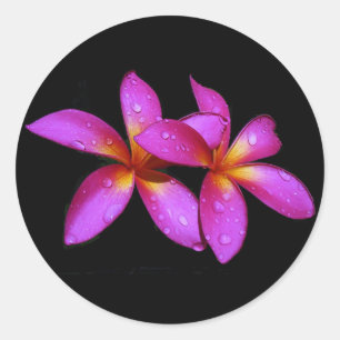 Plumeria lila auf schwarzem Hintergrund Runder Aufkleber