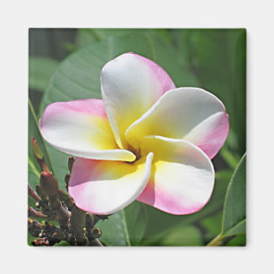 Plumeria-Magnet Magnet