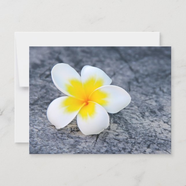 Plumeria Magneteinladung (Vorderseite)