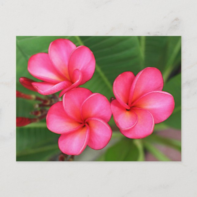 Plumeria - Miami-Rose auf Postkarte (Vorderseite)
