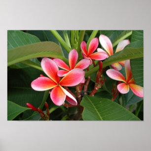 Plumeria-Plakat Poster