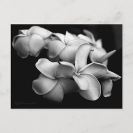 Plumeria postcard. postkarte