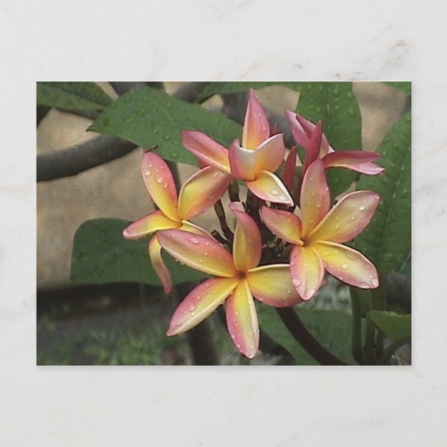 Plumeria Postcard Postkarte (Vorderseite)