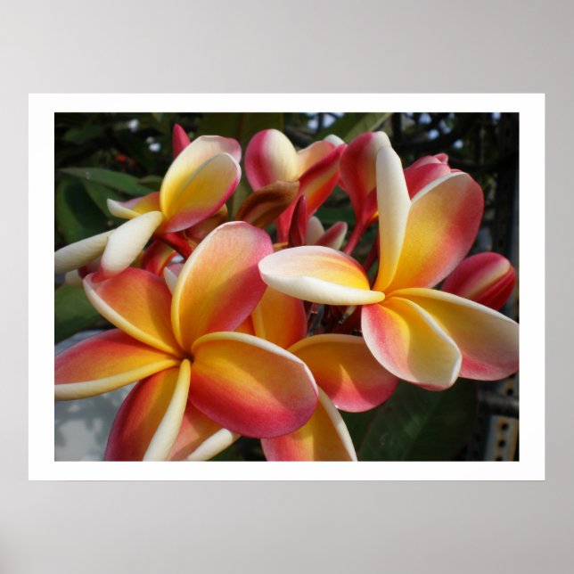 Plumeria Poster (Vorne)