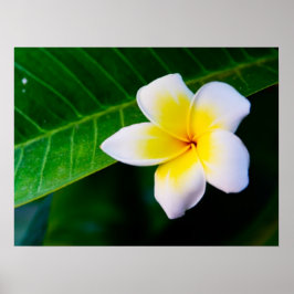 Plumeria Poster