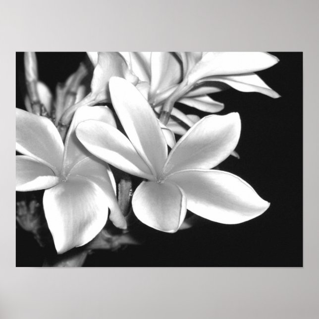 Plumeria Poster (Vorne)