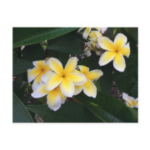 Plumeria