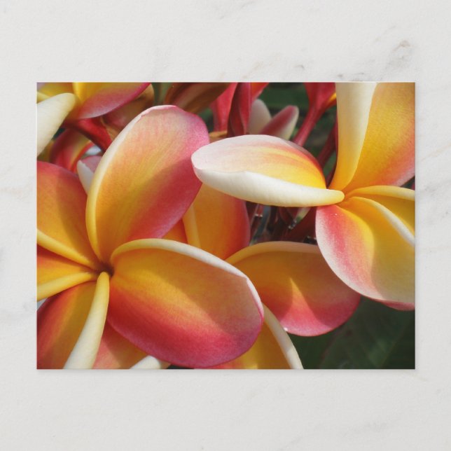 Plumeria Postkarte (Vorderseite)