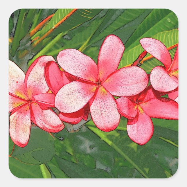 Plumeria Quadratischer Aufkleber (Vorderseite)
