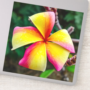 Plumeria rubra aufkleber