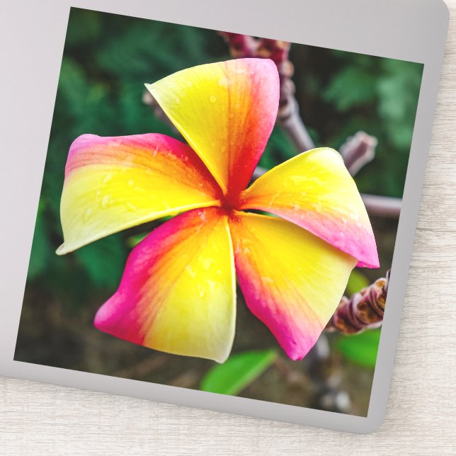 Plumeria rubra aufkleber (Detail)