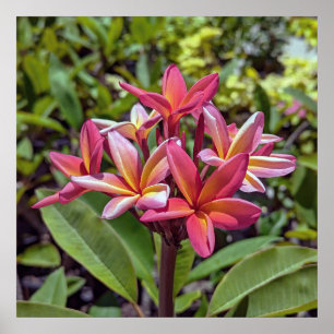 Plumeria Rubra Blume Poster