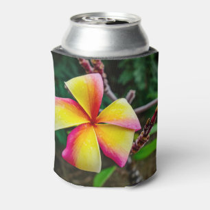 Plumeria rubra dosenkühler