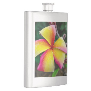 Plumeria rubra flachmann