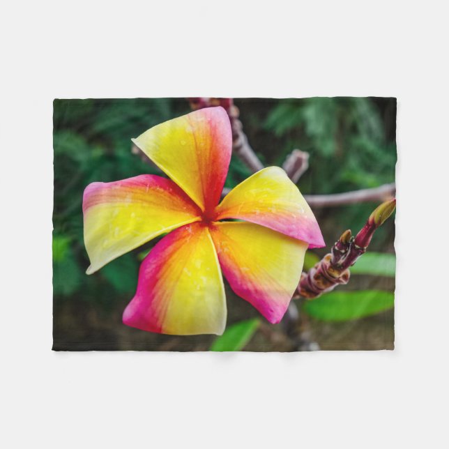 Plumeria rubra fleecedecke (Vorderseite (Horizontal))