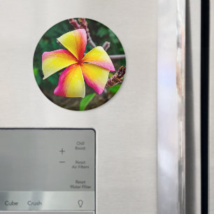 Plumeria rubra magnet