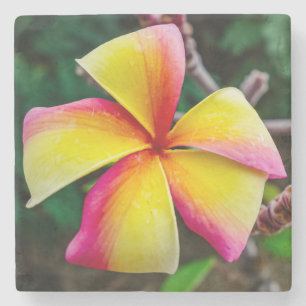 Plumeria rubra steinuntersetzer