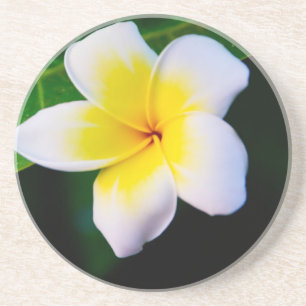 Plumeria Sandstein Untersetzer