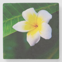 Plumeria