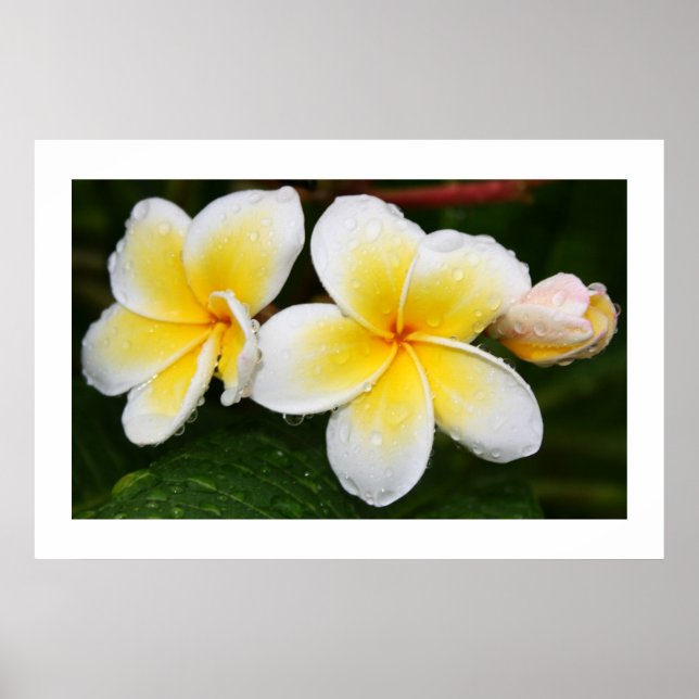 Plumeria Trio Poster (Vorne)