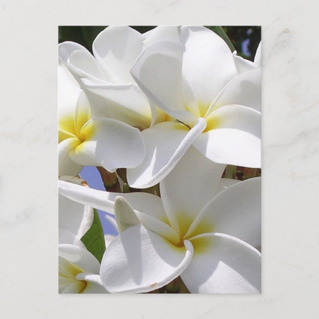 Plumeria Tropische Blume Postkarte (Vorderseite)