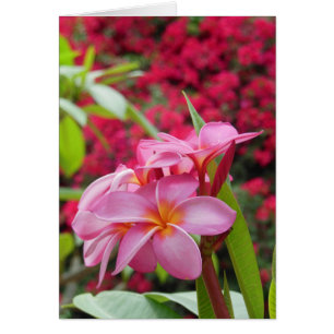 Plumeria und Bouganvilla