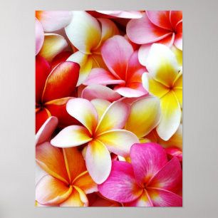 Plumeriafrangipani-Hawaii-Blume besonders Poster