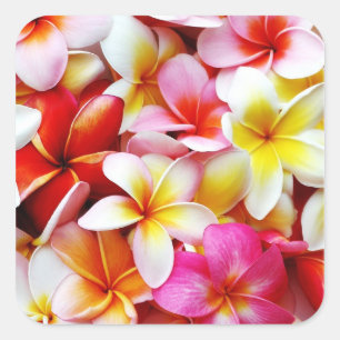 Plumeriafrangipani-Hawaii-Blume besonders Quadratischer Aufkleber