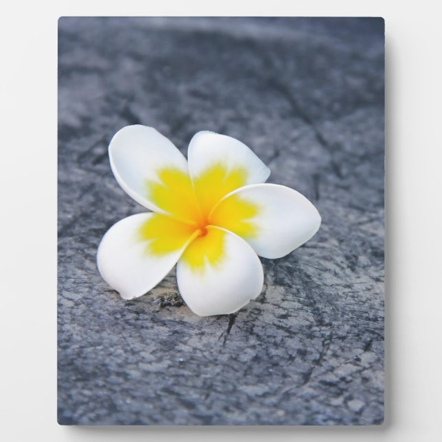 Plumerias Fotoplatte (Vorderseite)
