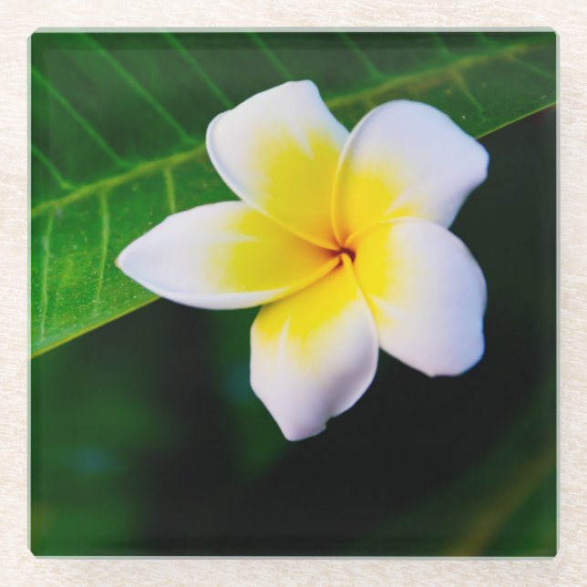 Plumerias Glasuntersetzer (Vorderseite)