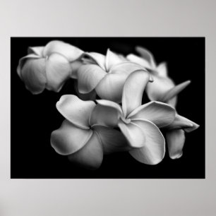 Plumerias in Schwarz und Weiß Poster
