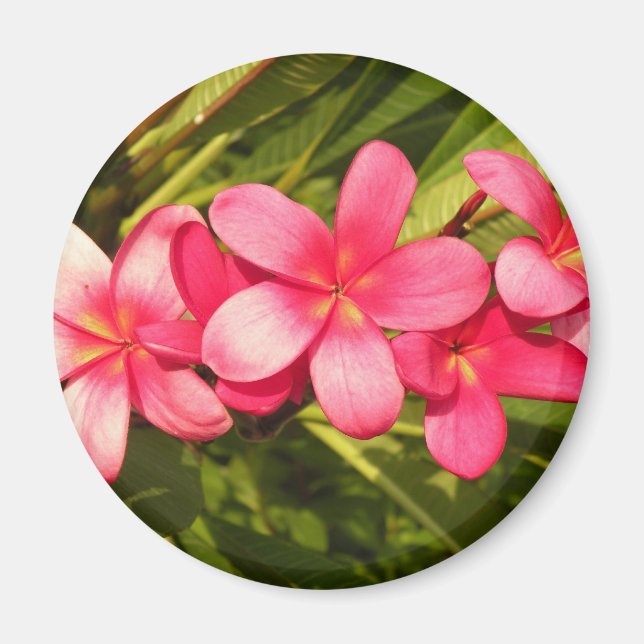 Plumerias Magnet (Vorne)