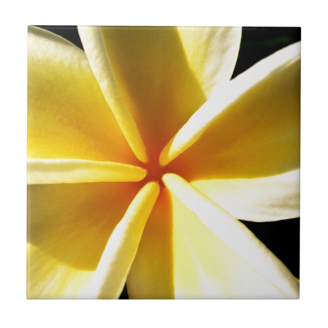Plumerie Fliese (Vorderseite)
