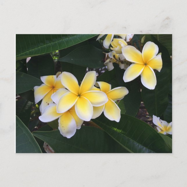Plumerie Postkarte (Vorderseite)