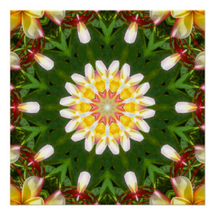 Plumerien-Blumen-Mandala mit tropischer Symmetrie Poster