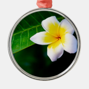 Plumerien Silbernes Ornament