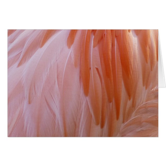 Plumes de Flamant rose dans les tons roses (Devant Horizontal)