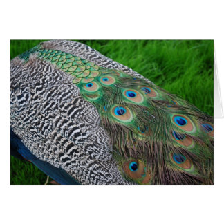 Plumes de paon